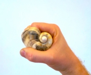 Mano-caracol. Alberto De Siles