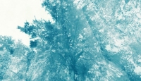 persistir con el bosque